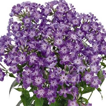 Флокс Phlox paniculata ‘Early Purple Eye’